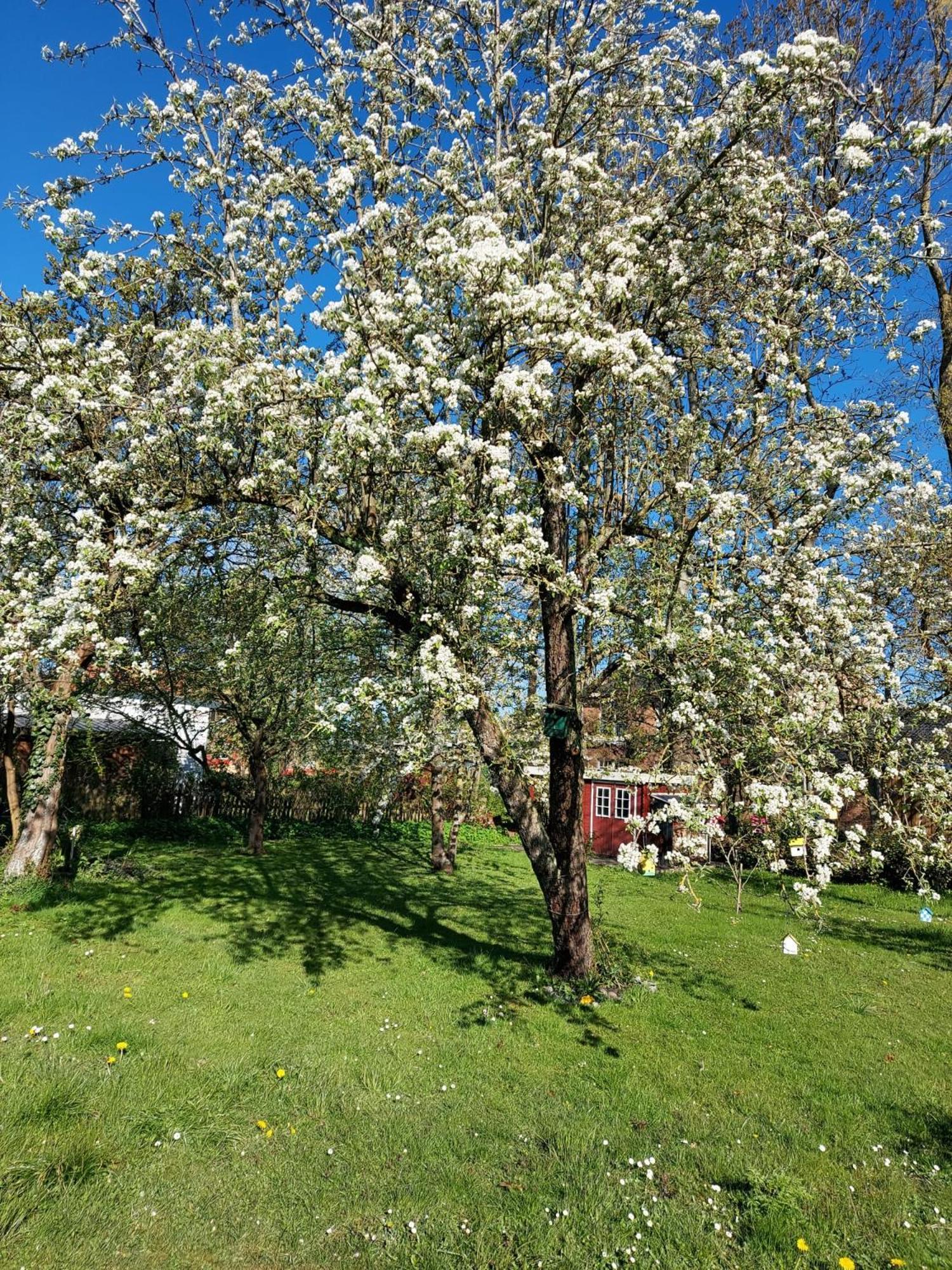 Ferienwohnung Marthas Insel Oldenswort Exterior foto